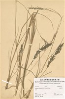 藏品(大畫眉草)的圖片